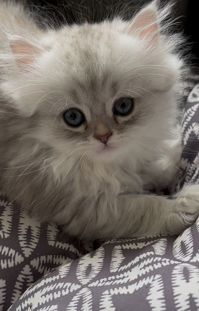 Drei süße britisch langhaar Kater/ Kitten reinrassig mit Stammbaum suchen liebevolles Zuhause