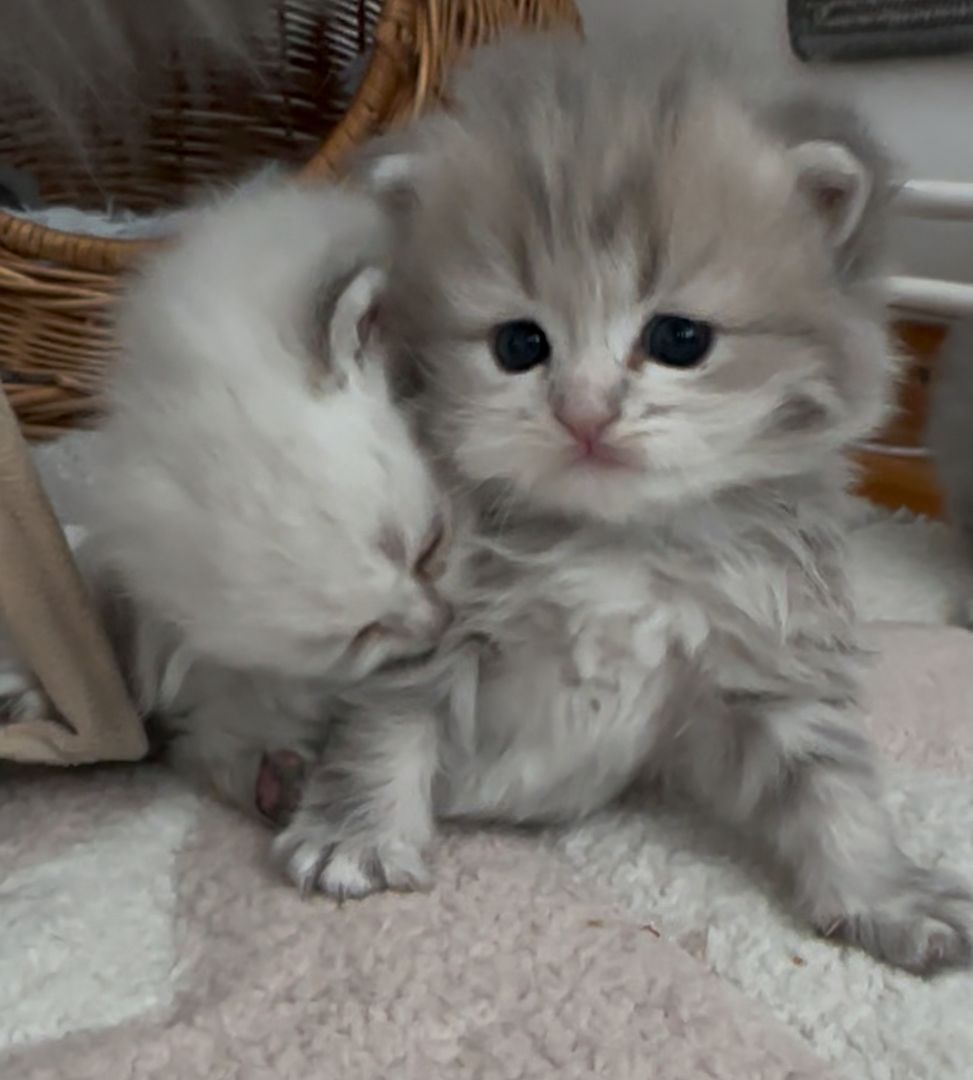 Drei süße britisch langhaar Kater/ Kitten reinrassig mit Stammbaum suchen liebevolles Zuhause