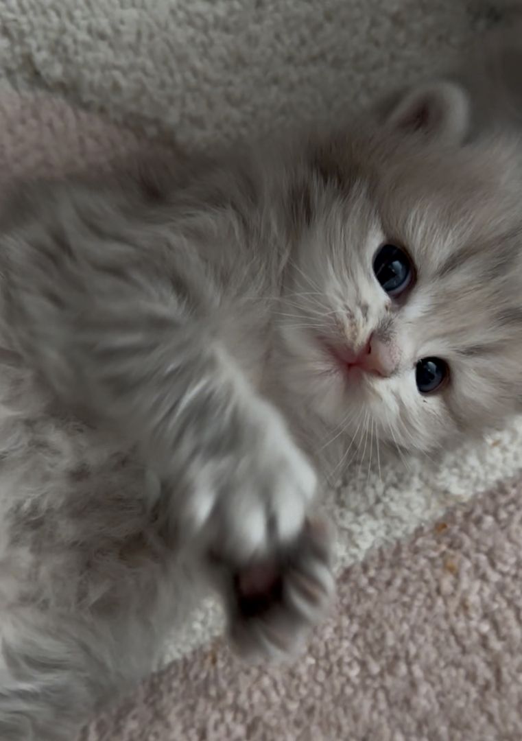 Drei süße britisch langhaar Kater/ Kitten reinrassig mit Stammbaum suchen liebevolles Zuhause