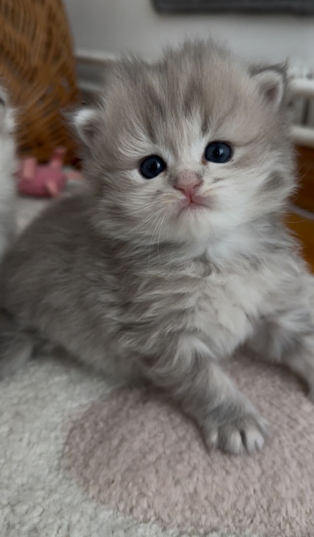 Drei süße britisch langhaar Kater/ Kitten reinrassig mit Stammbaum suchen liebevolles Zuhause