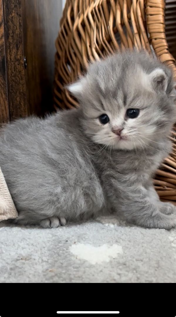 Drei süße britisch langhaar Kater/ Kitten reinrassig mit Stammbaum suchen liebevolles Zuhause