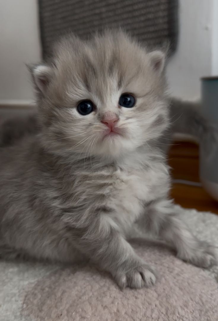 Drei süße britisch langhaar Kater/ Kitten reinrassig mit Stammbaum suchen liebevolles Zuhause