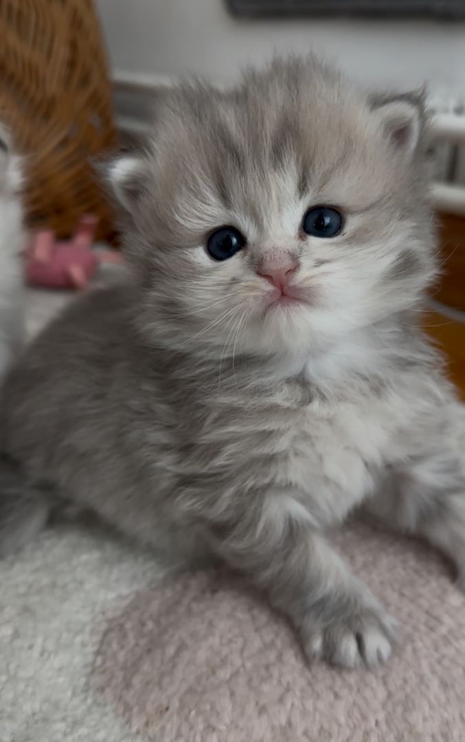 Drei süße britisch langhaar Kater/ Kitten reinrassig mit Stammbaum suchen liebevolles Zuhause