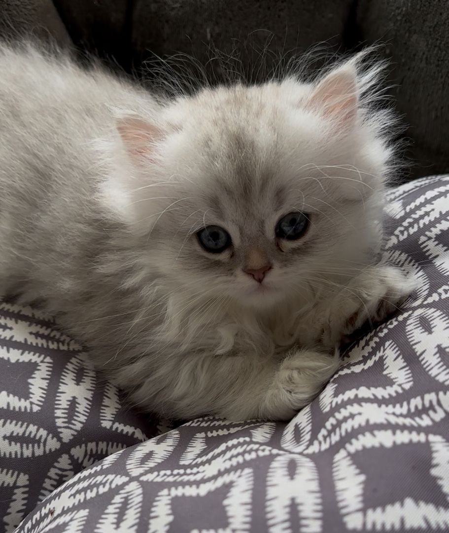 Drei süße britisch langhaar Kater/ Kitten reinrassig mit Stammbaum suchen liebevolles Zuhause