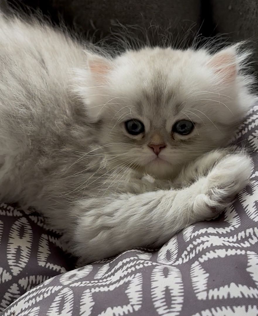 Drei süße britisch langhaar Kater/ Kitten reinrassig mit Stammbaum suchen liebevolles Zuhause