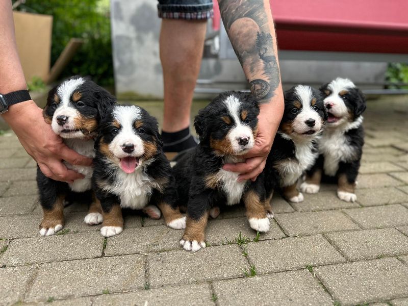 Berner Sennenhund Welpen suchen  ein neues Zu Hause