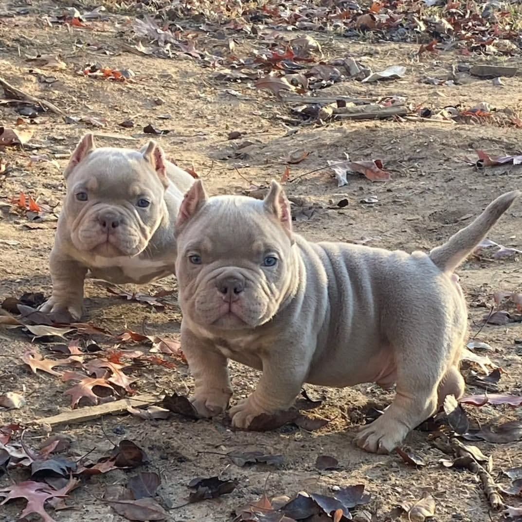 Micro/Pocket Bully Welpen verfügbar!