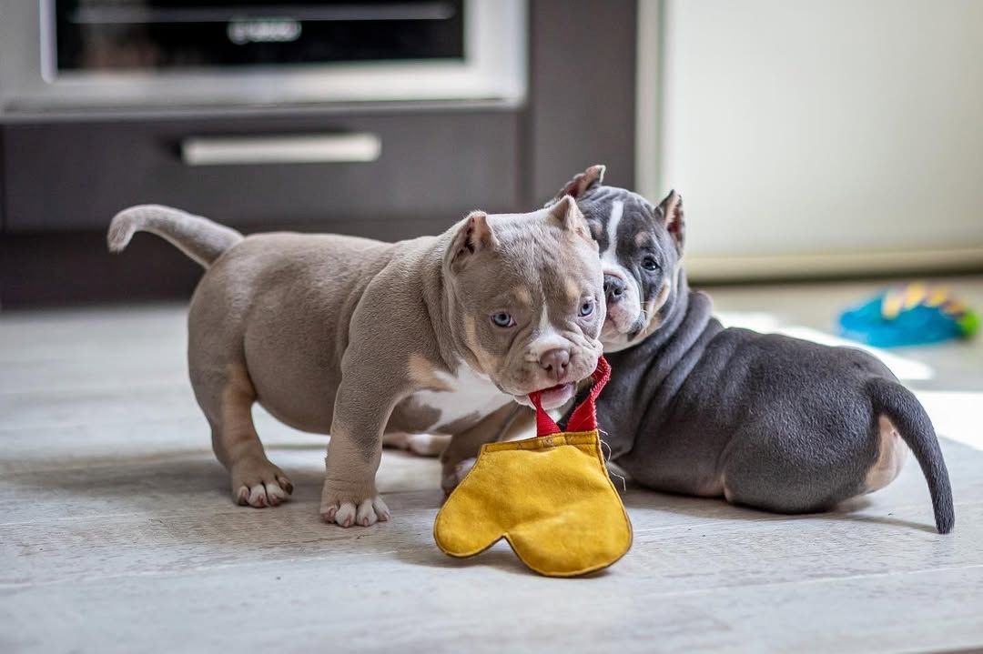 Micro/Pocket Bully Welpen verfügbar!