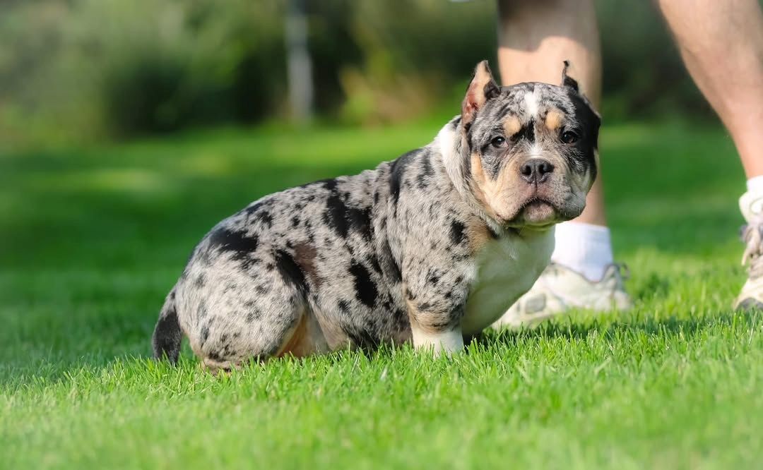 Micro/Pocket Bully Welpen verfügbar!