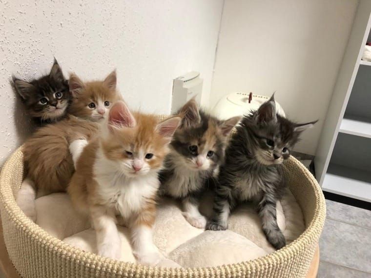 Maine Coon Babys Kitten mit Papieren zu verkaufen 