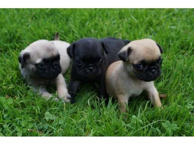 Mini Mops Welpen Beige und schwarz mit papieren