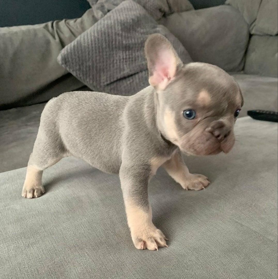 🐾 Wunderschöne Französische Bulldoggenwelpen 🐶