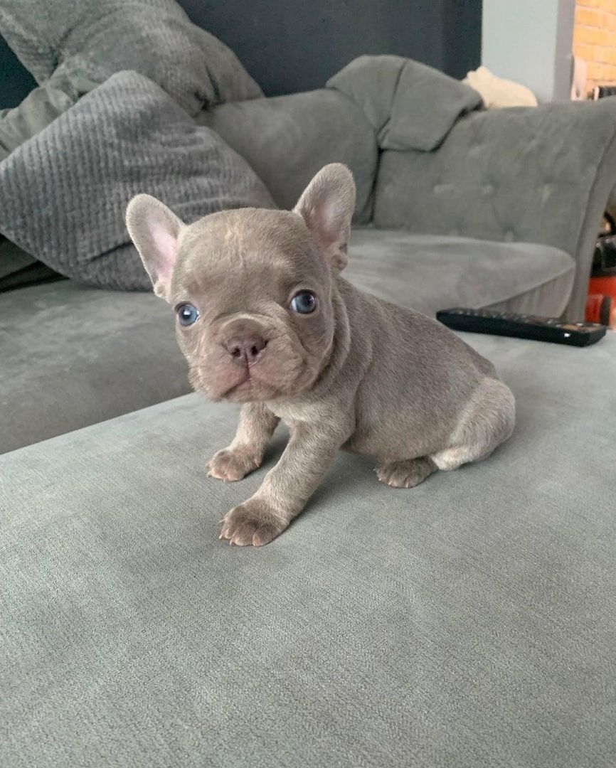 🐾 Wunderschöne Französische Bulldoggenwelpen 🐶