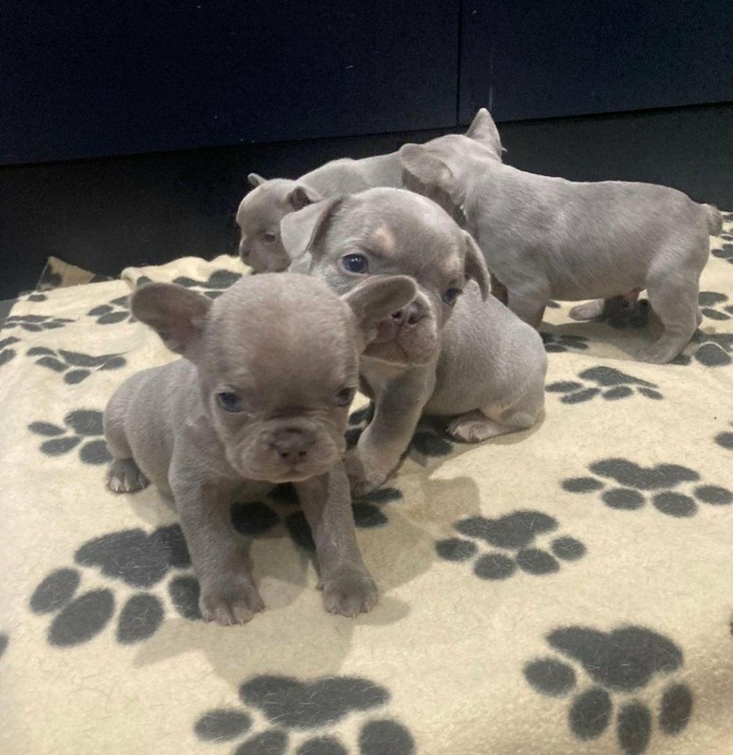 🐾 Wunderschöne Französische Bulldoggenwelpen 🐶