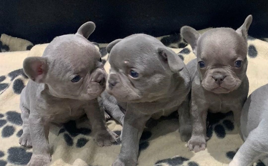 🐾 Wunderschöne Französische Bulldoggenwelpen 🐶