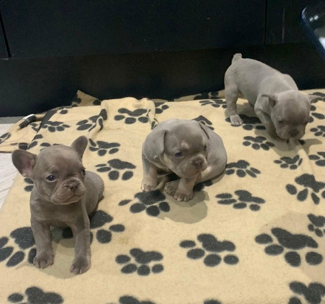 🐾 Wunderschöne Französische Bulldoggenwelpen 🐶