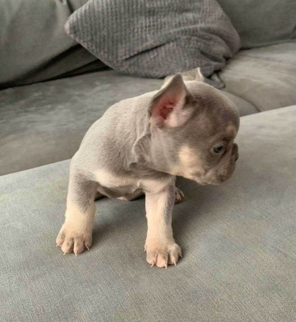 🐾 Wunderschöne Französische Bulldoggenwelpen 🐶