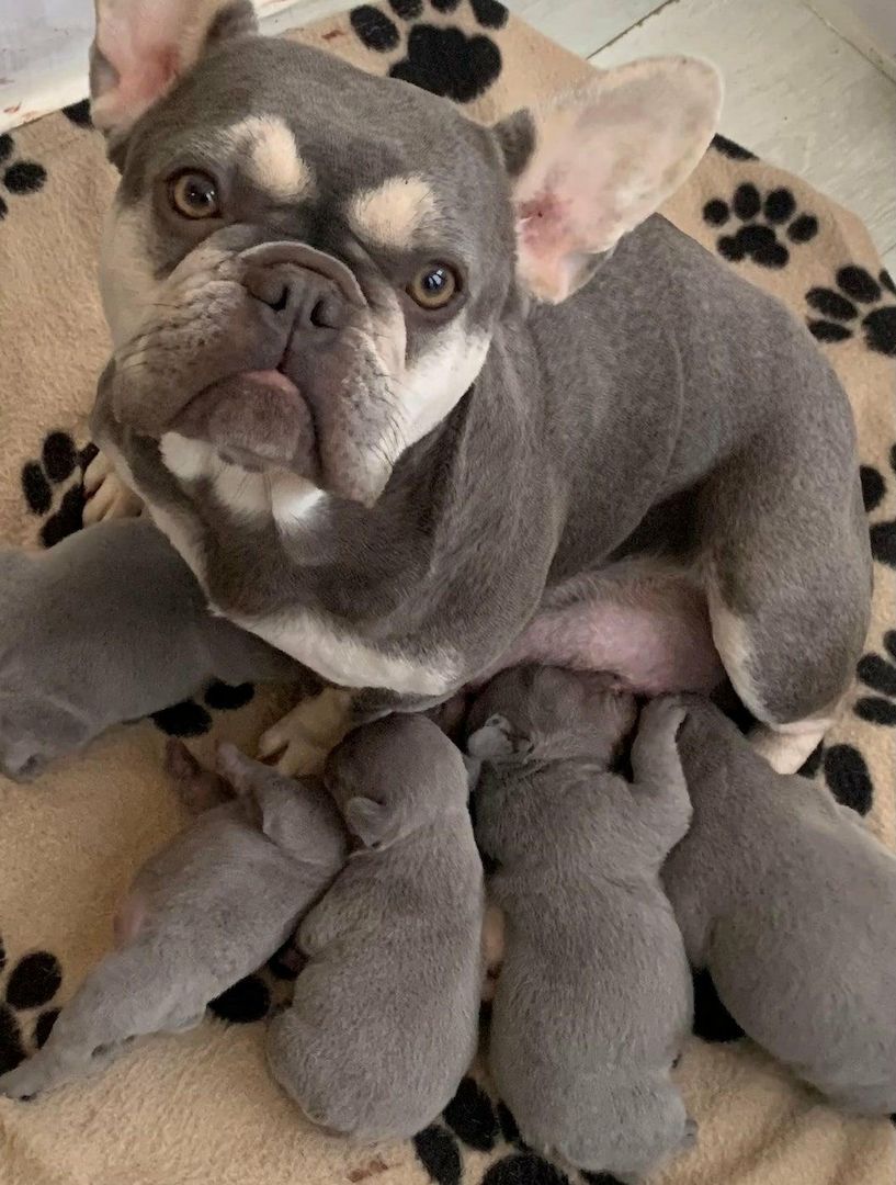 🐾 Wunderschöne Französische Bulldoggenwelpen 🐶