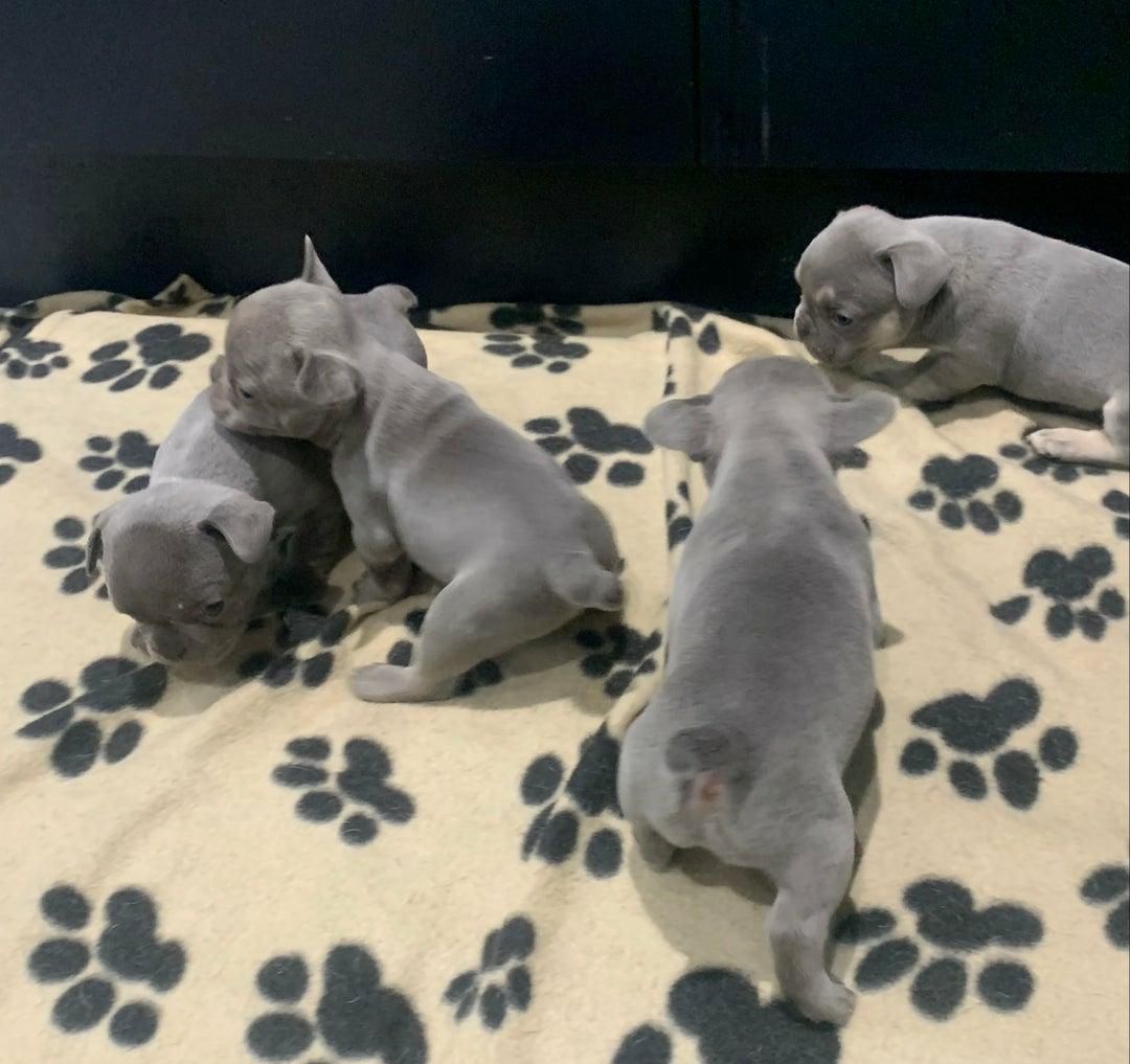 🐾 Wunderschöne Französische Bulldoggenwelpen 🐶
