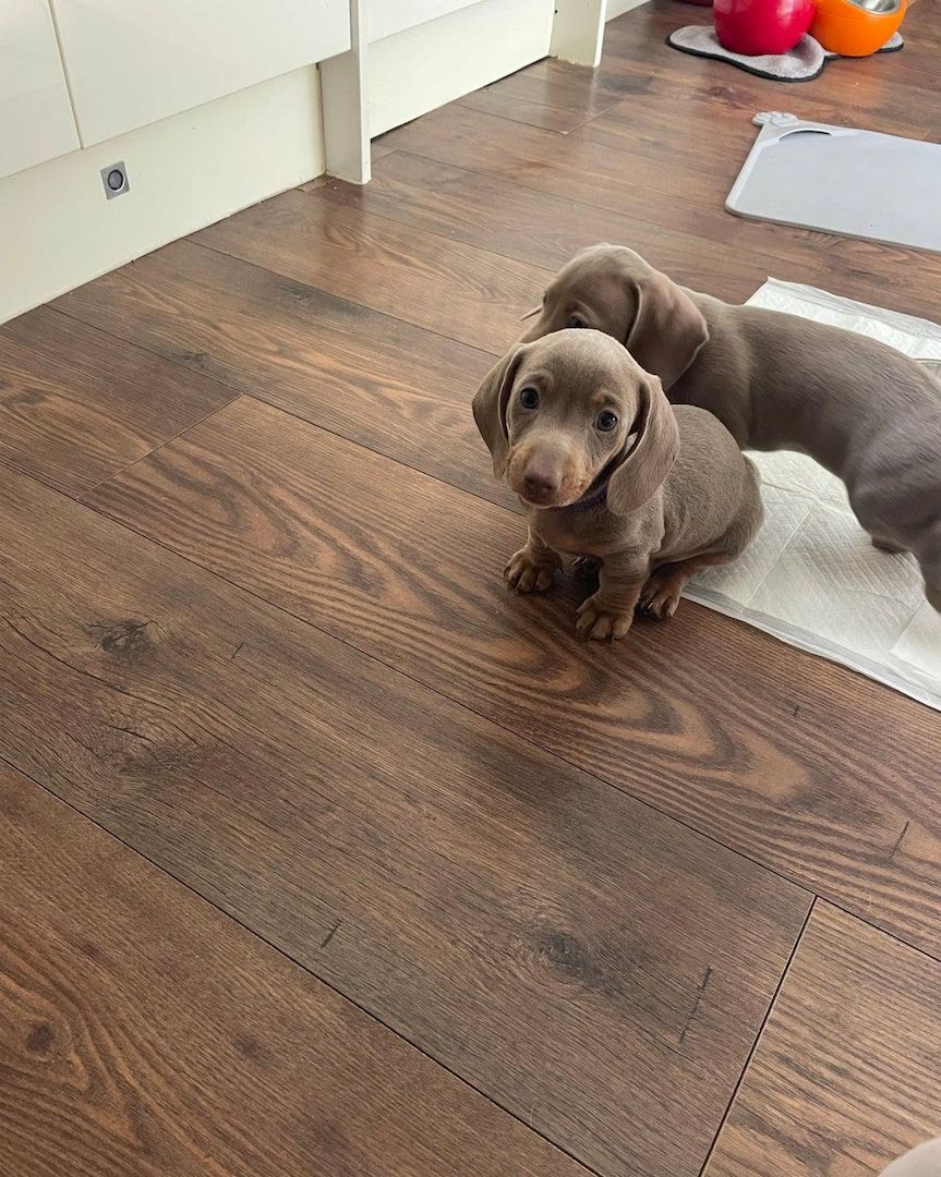 Wunderschöne Dackelwelpen