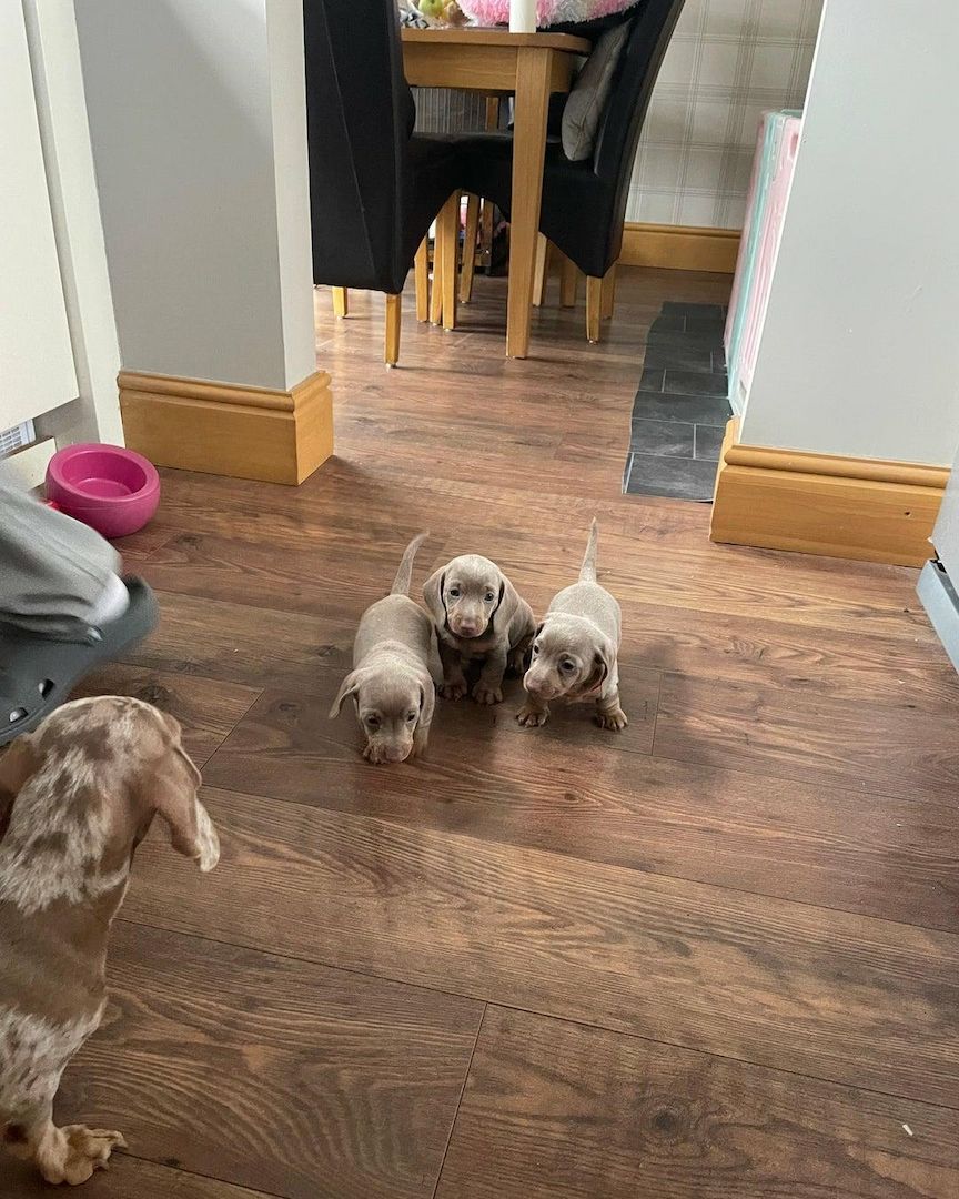 Wunderschöne Dackelwelpen