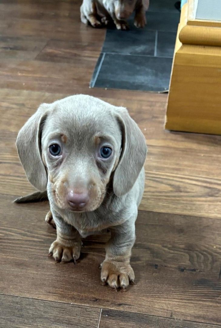 Wunderschöne Dackelwelpen