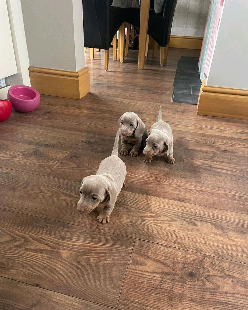 Wunderschöne Dackelwelpen