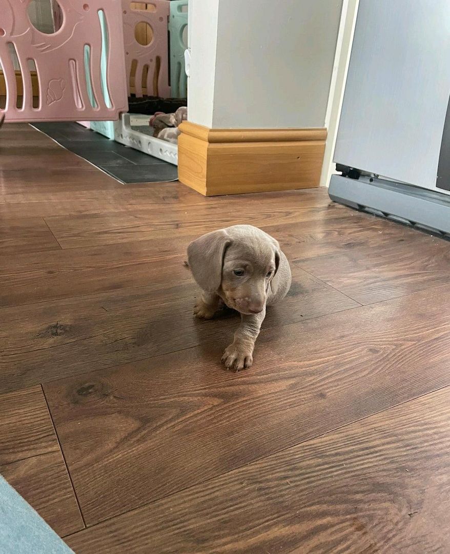 Wunderschöne Dackelwelpen