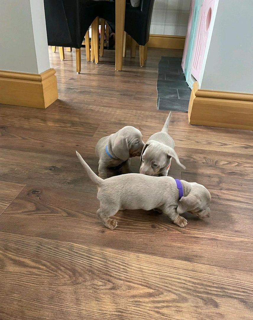 Wunderschöne Dackelwelpen