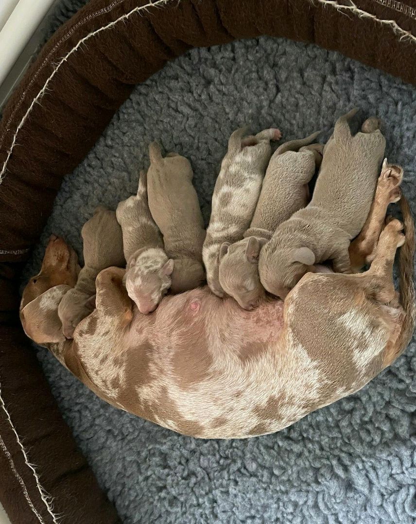 Wunderschöne Dackelwelpen