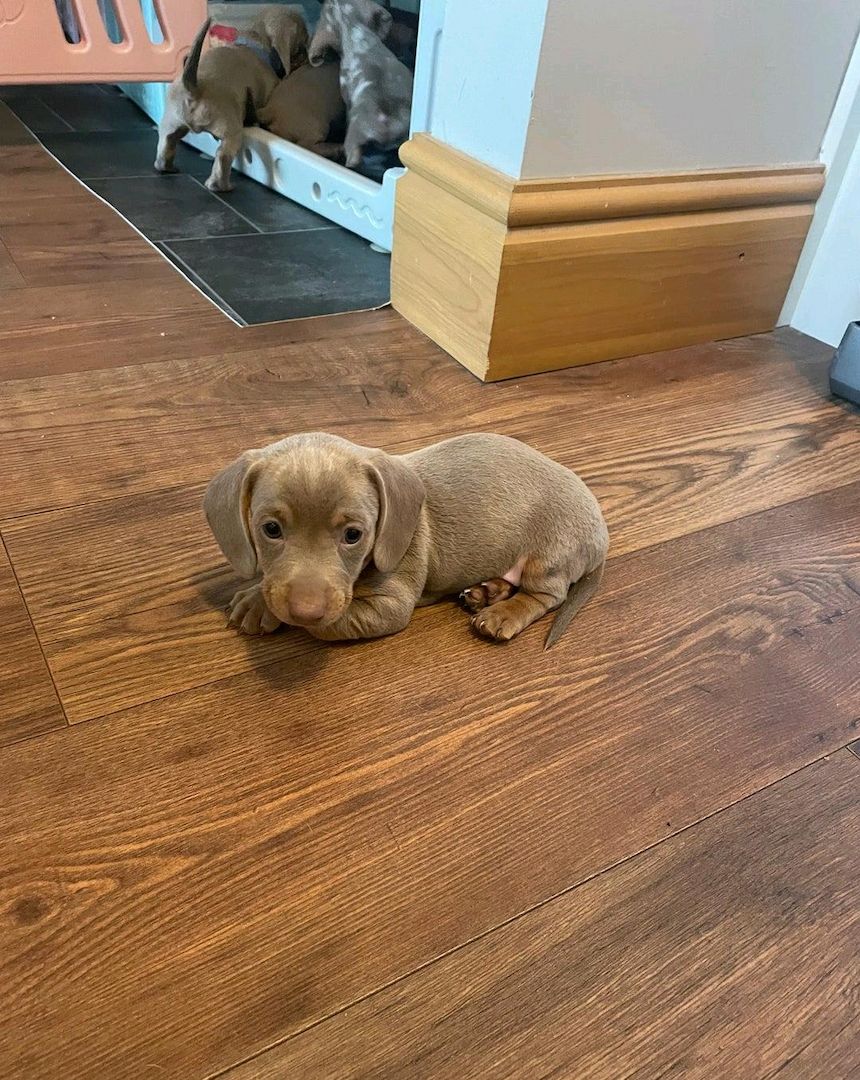 Wunderschöne Dackelwelpen