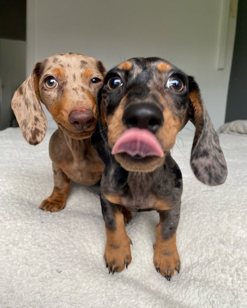 Zwergdackel Dackel Welpen