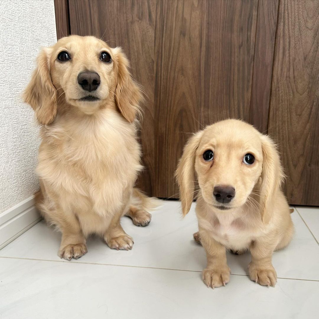 Zwergdackel Dackel Welpen