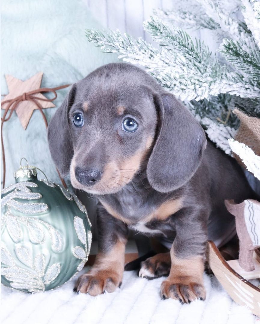 Zwergdackel Dackel Welpen