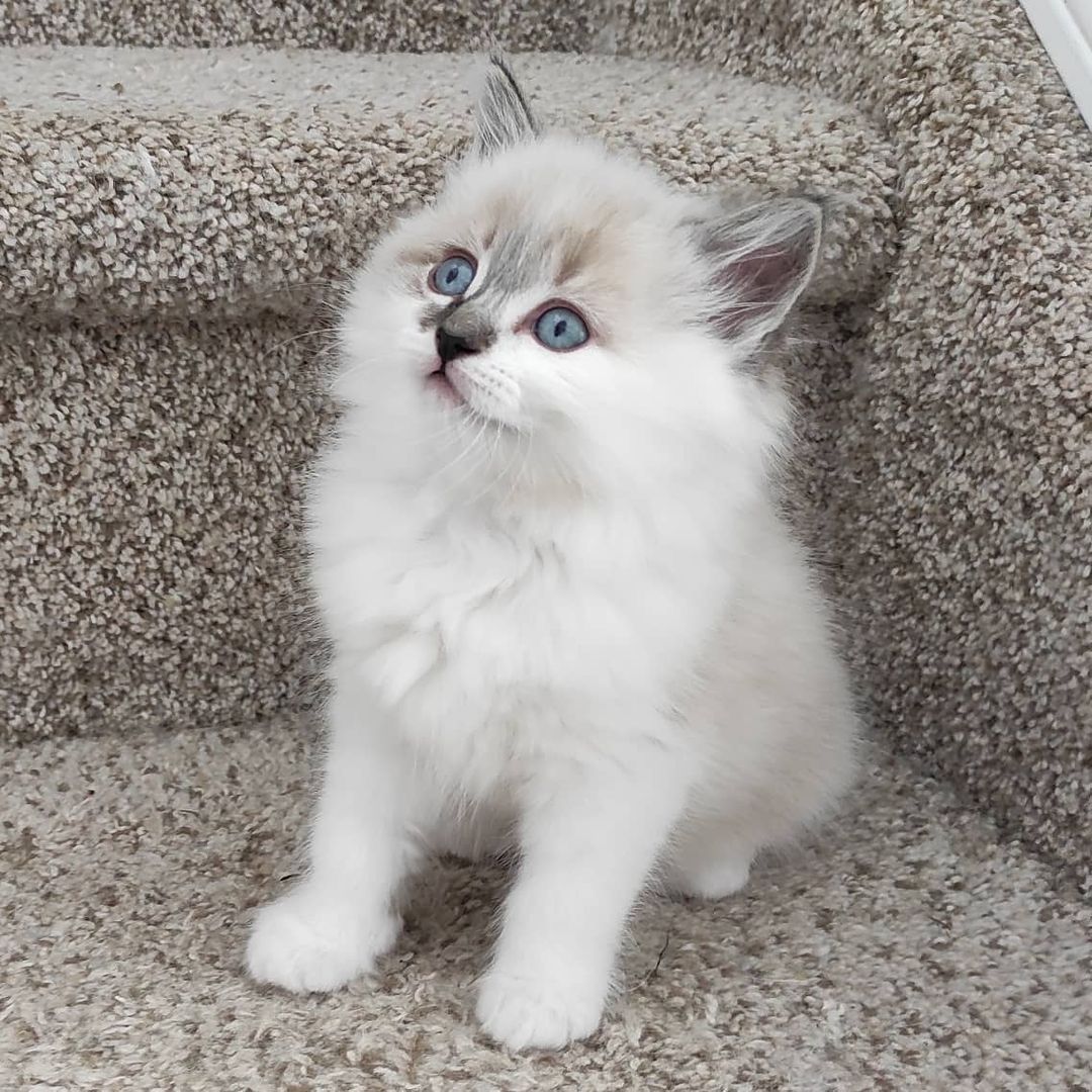 Entzückendes Ragdoll-Kätzchen zu verkaufen,