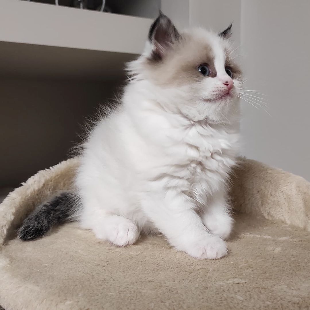 Entzückendes Ragdoll-Kätzchen zu verkaufen,