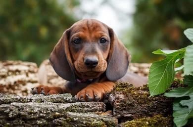 Zwergdackel bieten Bund fürs Leben