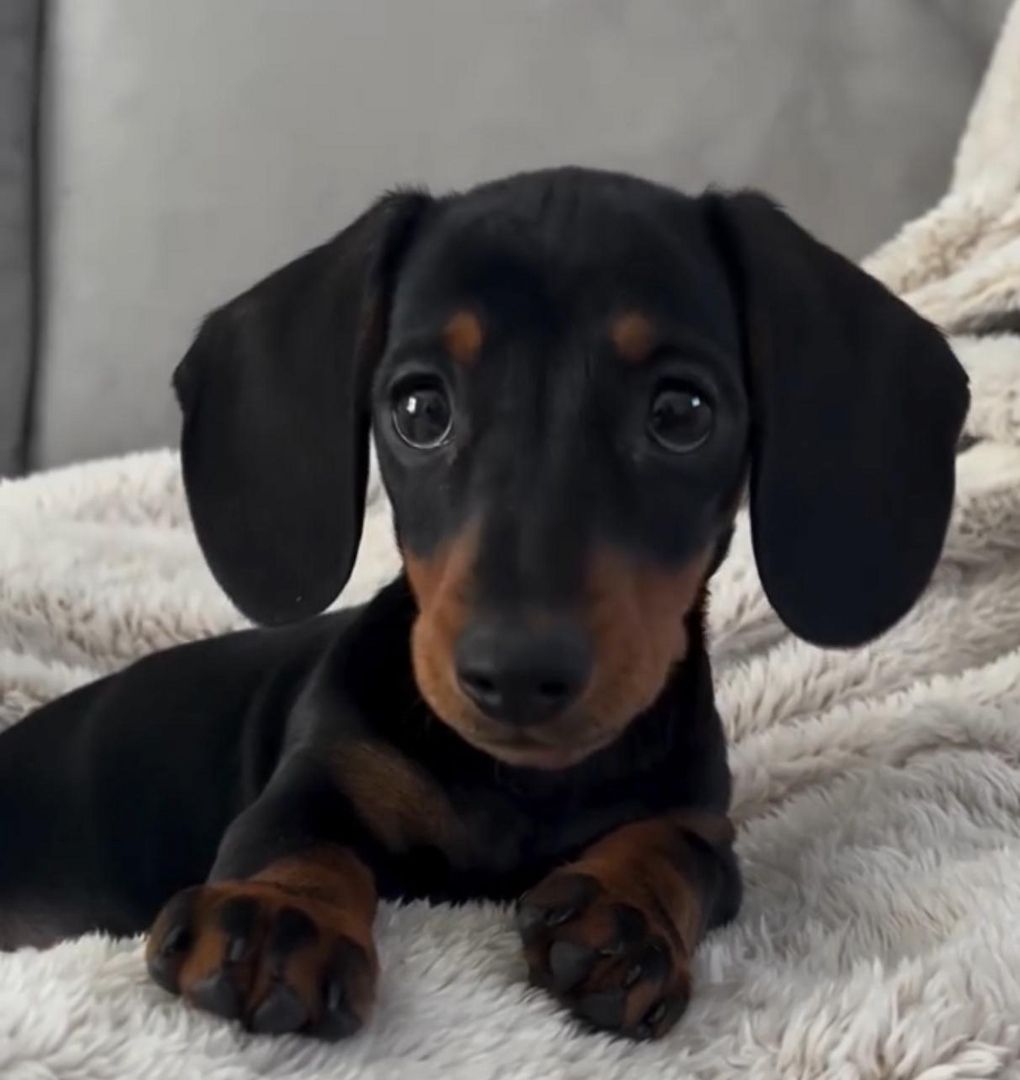 Zwergdackel bieten Bund fürs Leben