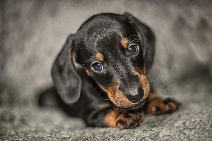 Zwergdackel bieten Bund fürs Leben