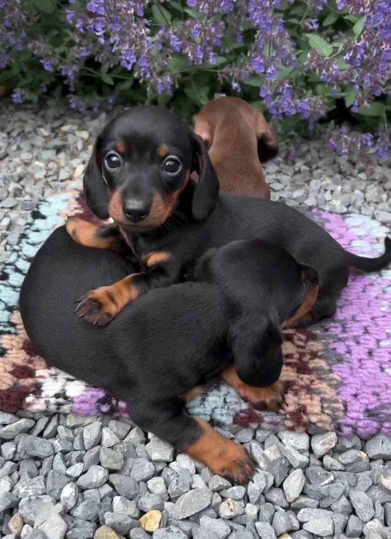 Zwergdackel bieten Bund fürs Leben