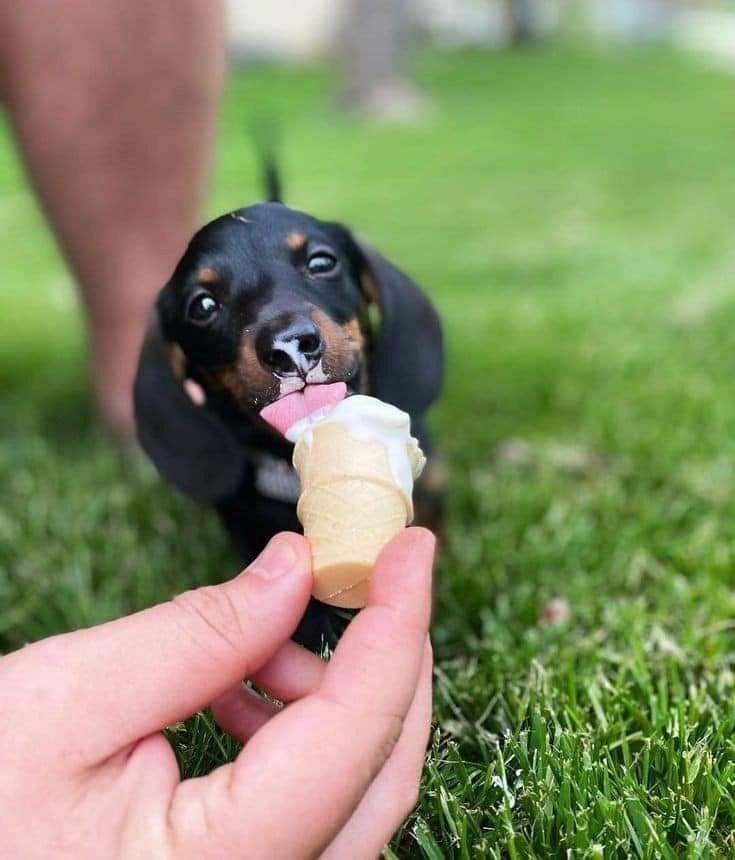 Zwergdackel bieten Bund fürs Leben