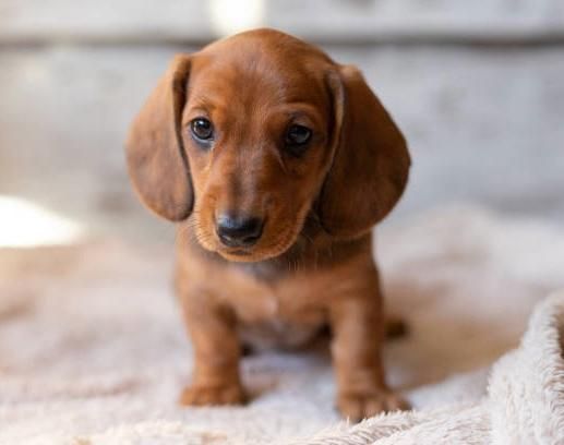Zwergdackel bieten Bund fürs Leben