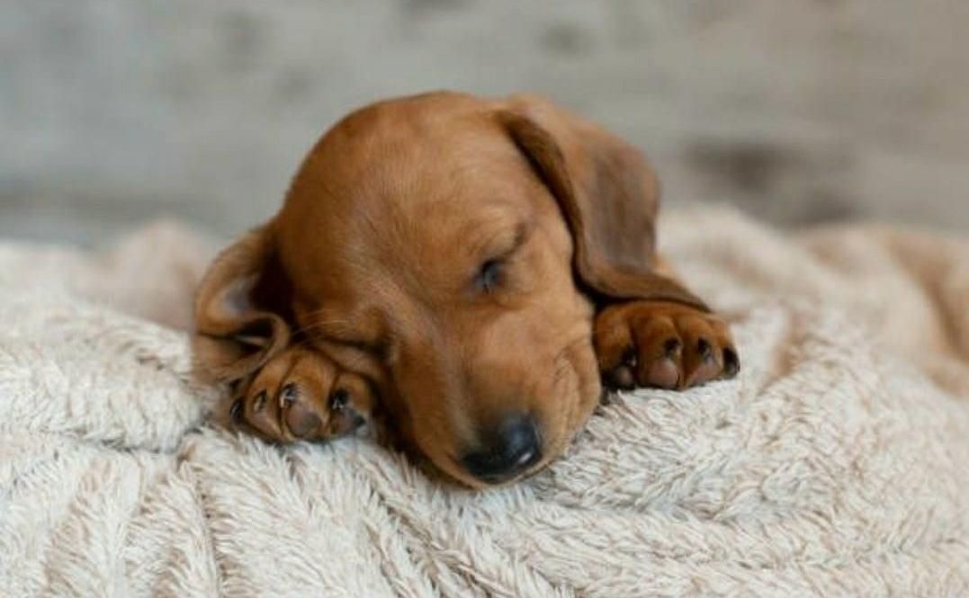 Zwergdackel bieten Bund fürs Leben