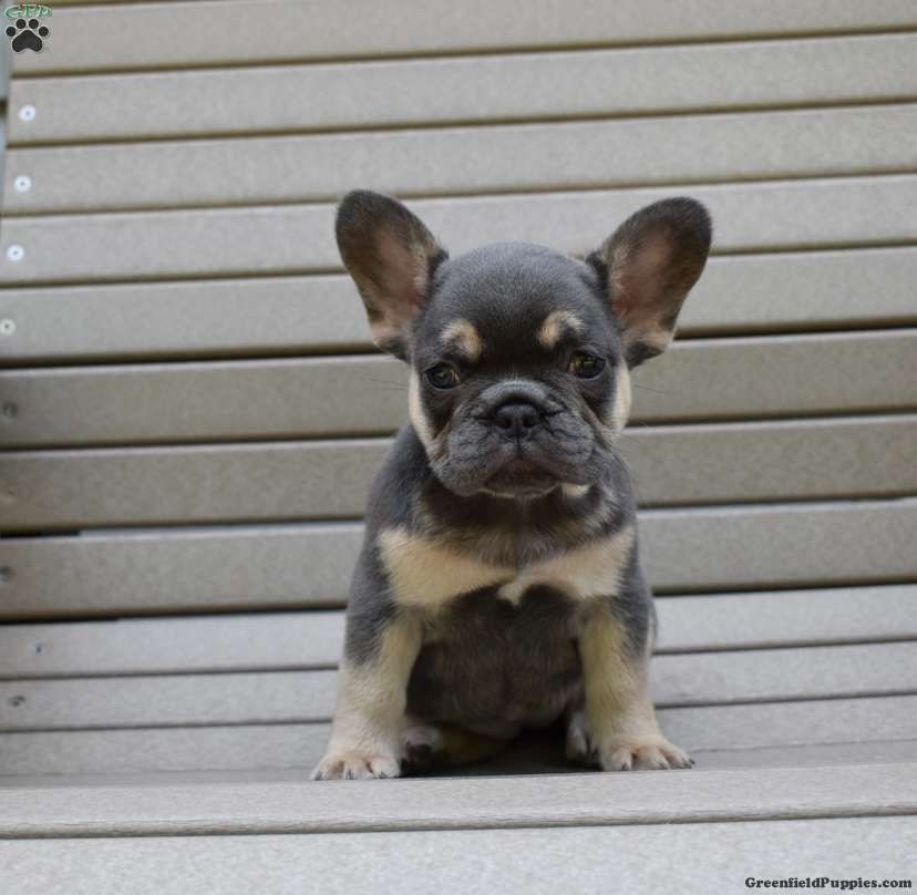 Französischer Bulldoggenwelpe