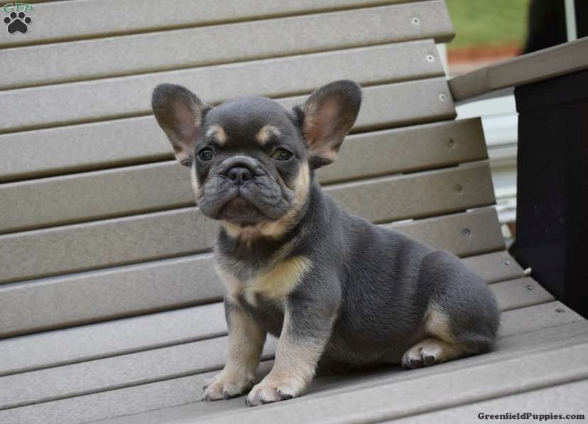 Französischer Bulldoggenwelpe