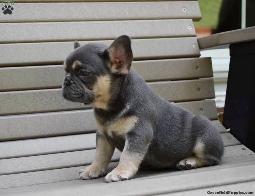 Französischer Bulldoggenwelpe