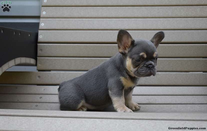 Französischer Bulldoggenwelpe