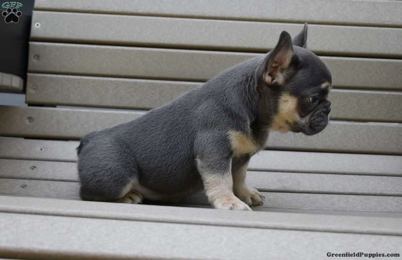 Französischer Bulldoggenwelpe