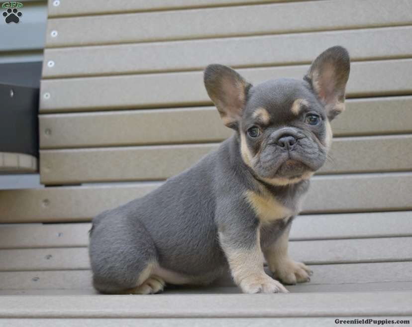 Französischer Bulldoggenwelpe