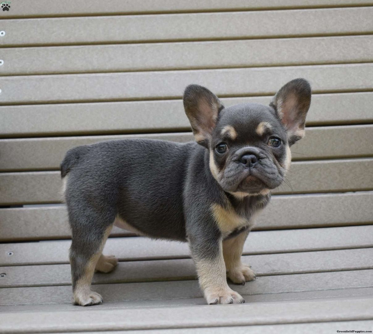 Französischer Bulldoggenwelpe